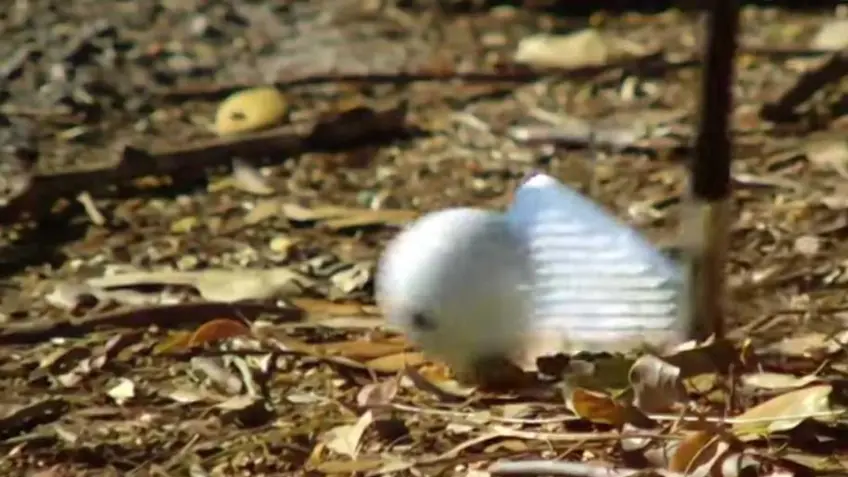 British Open breaks with the 92-year tradition